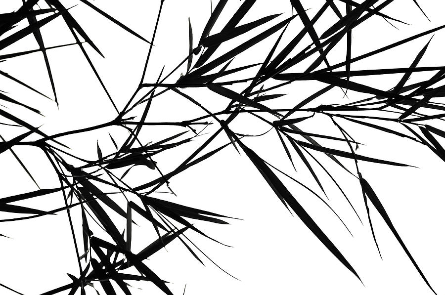 Bamboo  Poems 1 Photograph by Jenny Rainbow