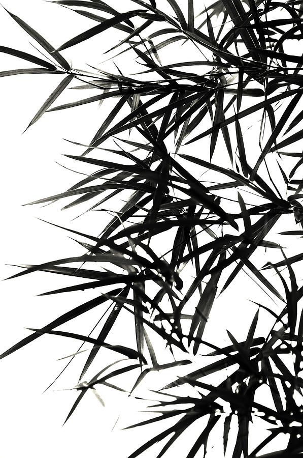 Bamboo  Poems 2 Photograph by Jenny Rainbow