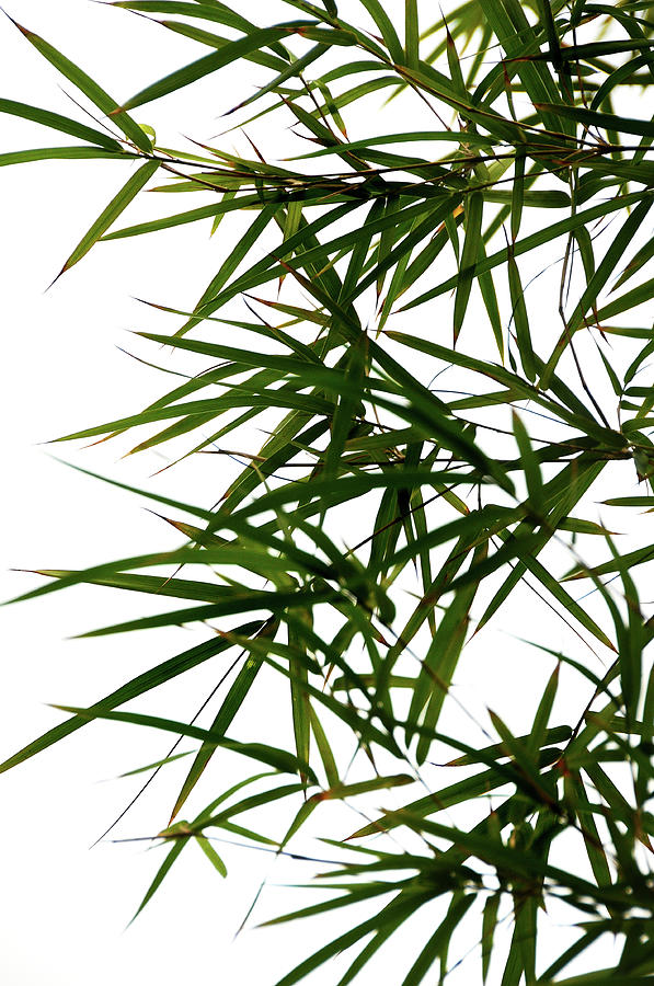 Bamboo  Poems. Green Photograph by Jenny Rainbow