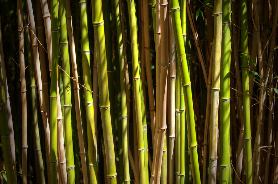 Abstract Photograph - Bamboo by Ricky Barnard