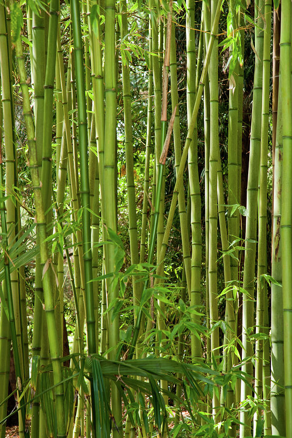 Bamboo Photograph by Roger Mullenhour