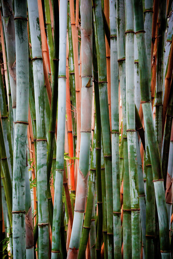 Bamboo Seduction II Photograph by Karen Wiles