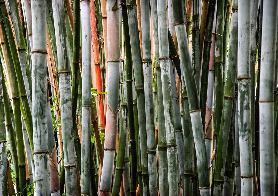 Jungle Photograph - Bamboo Seduction by Karen Wiles
