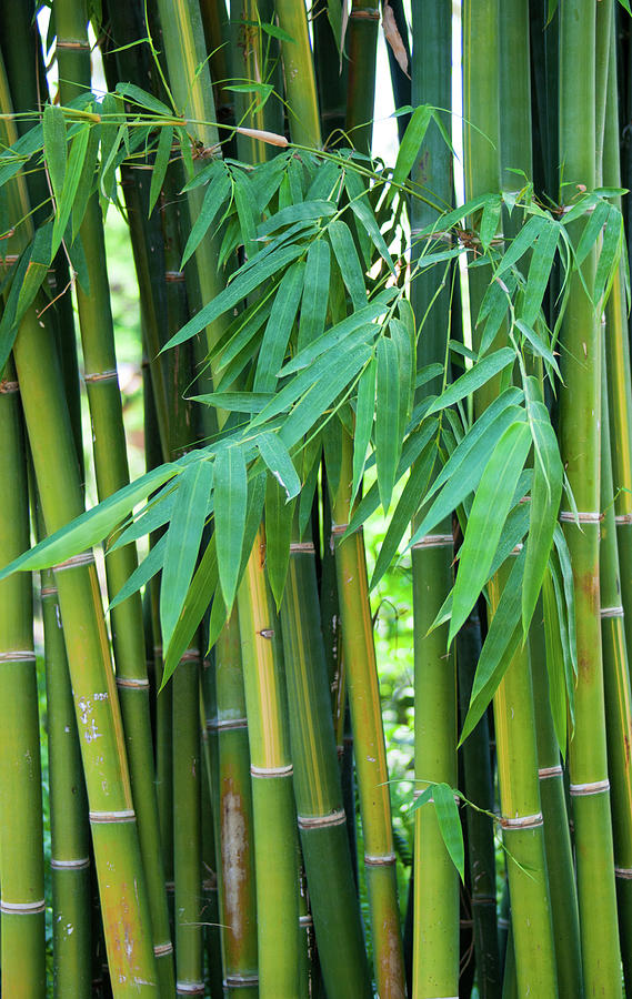 Bamboo Shoots Photograph by Maria Keady - Fine Art America