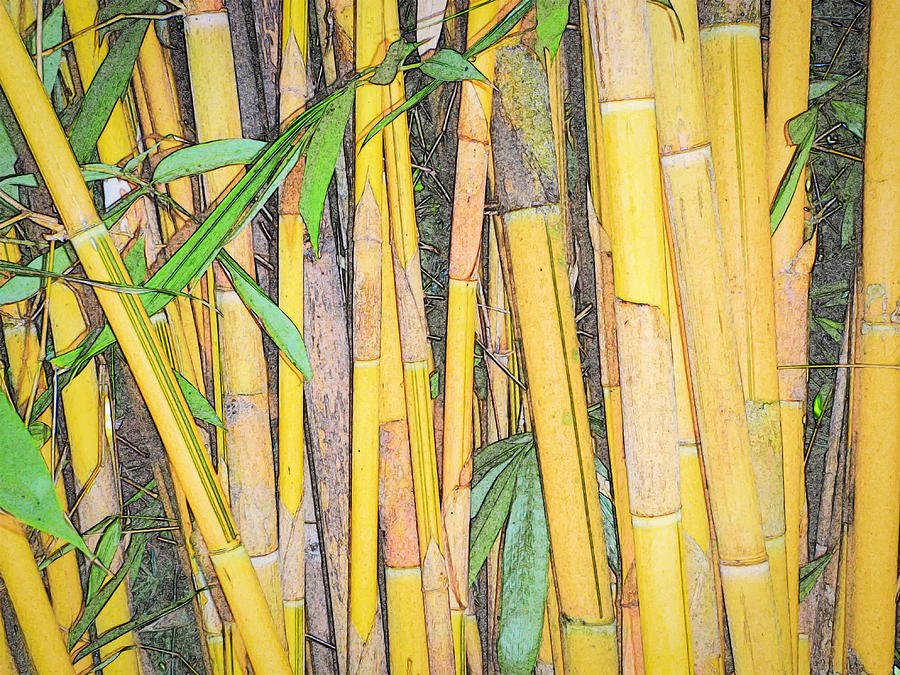 Bamboo Sketch Photograph by Patti Deters