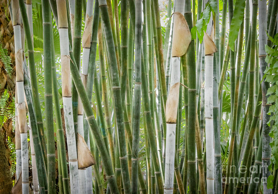 Bamboo Stalks Photograph by Liesl Walsh