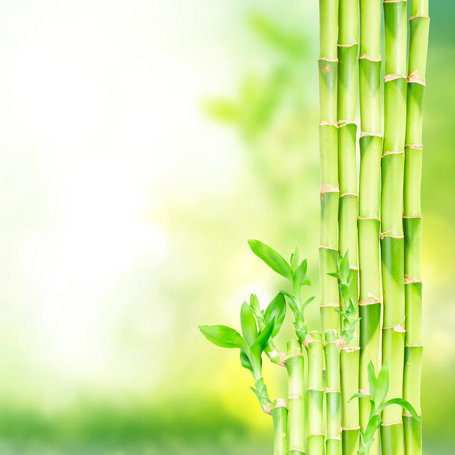 Bamboo Stems Photograph by Anastasy Yarmolovich