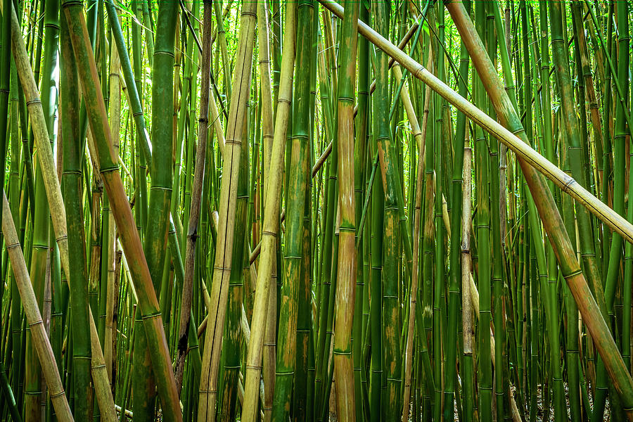 Bamboo Sticks Photograph by Kelley King