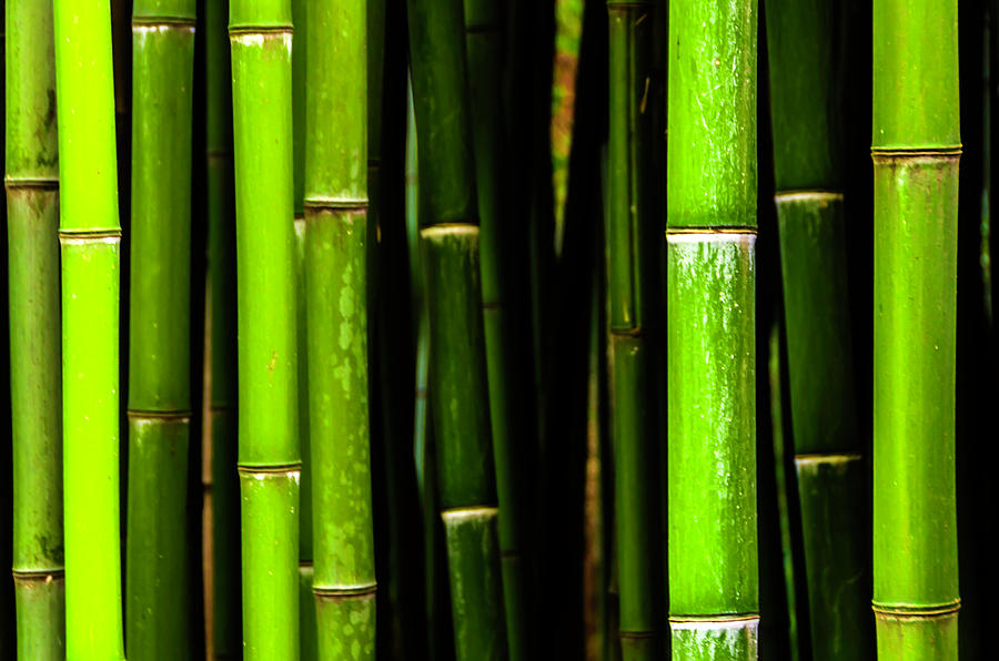 Bamboo Sticks Photograph by Wolfgang Stocker
