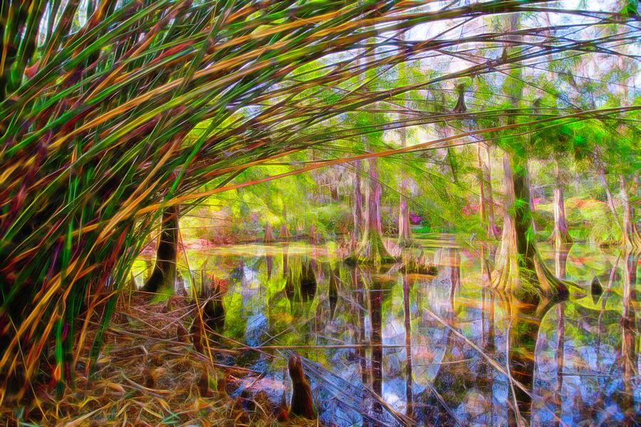 Bamboo Swamp Photograph by Crystal Wightman