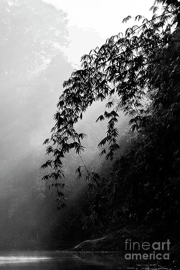 Bamboo Symphony - Thailand by Craig Lovell Bamboo Symphony - Thailand by Craig Lovell