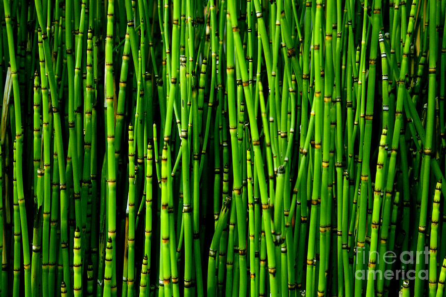 Bamboo Photograph by Timothy Johnson