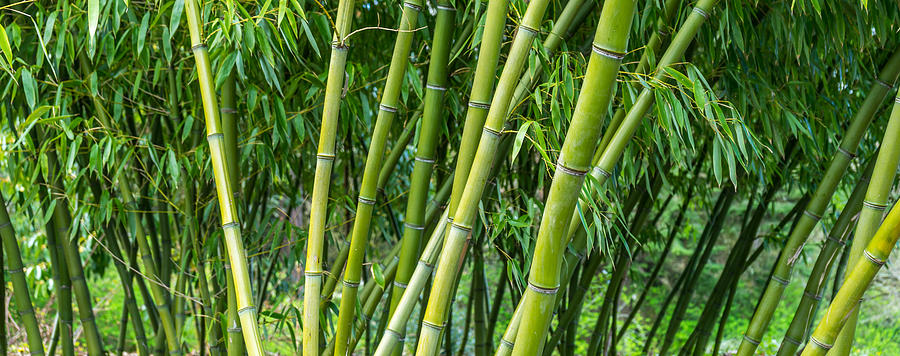 Bamboo Photograph by Tommy Farnsworth