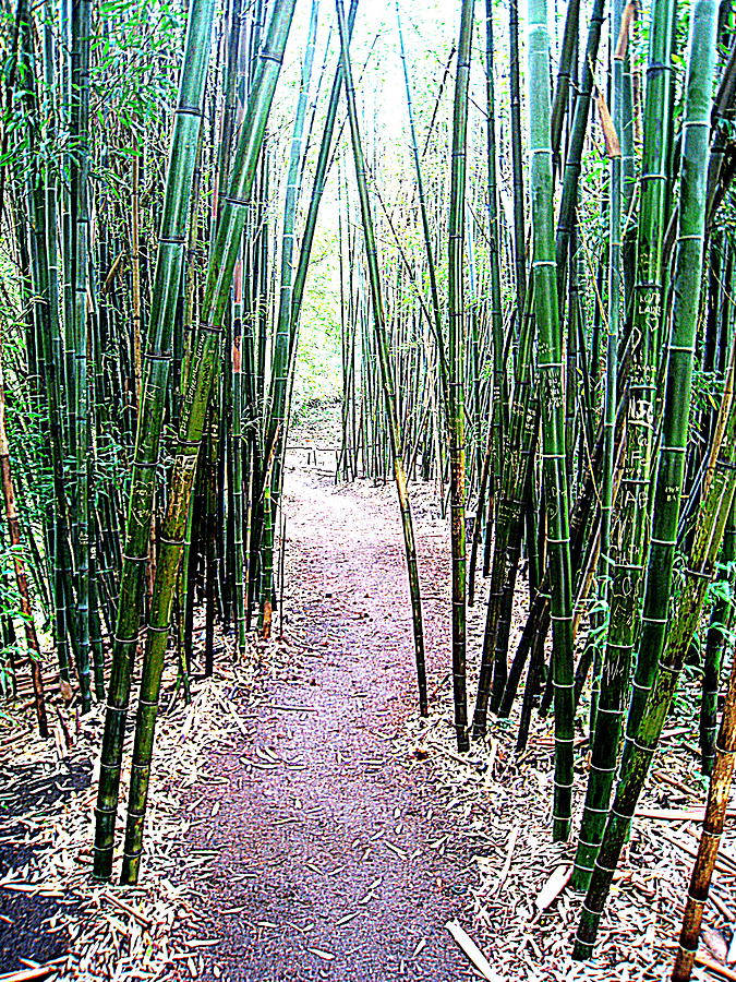 Bamboo Trail Photograph by John King I I I