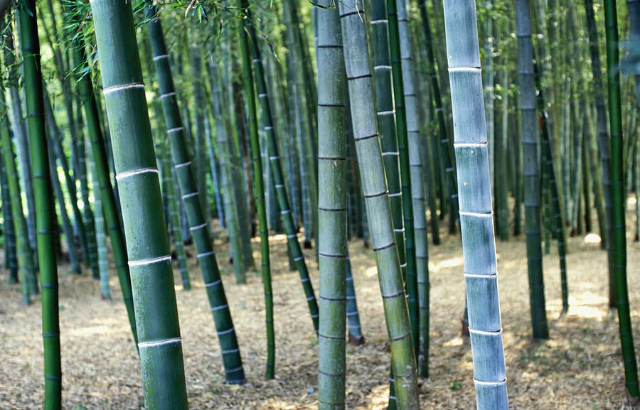 Tree Photograph - Bamboo Tree Forest, Close Up by Axiom Photographic