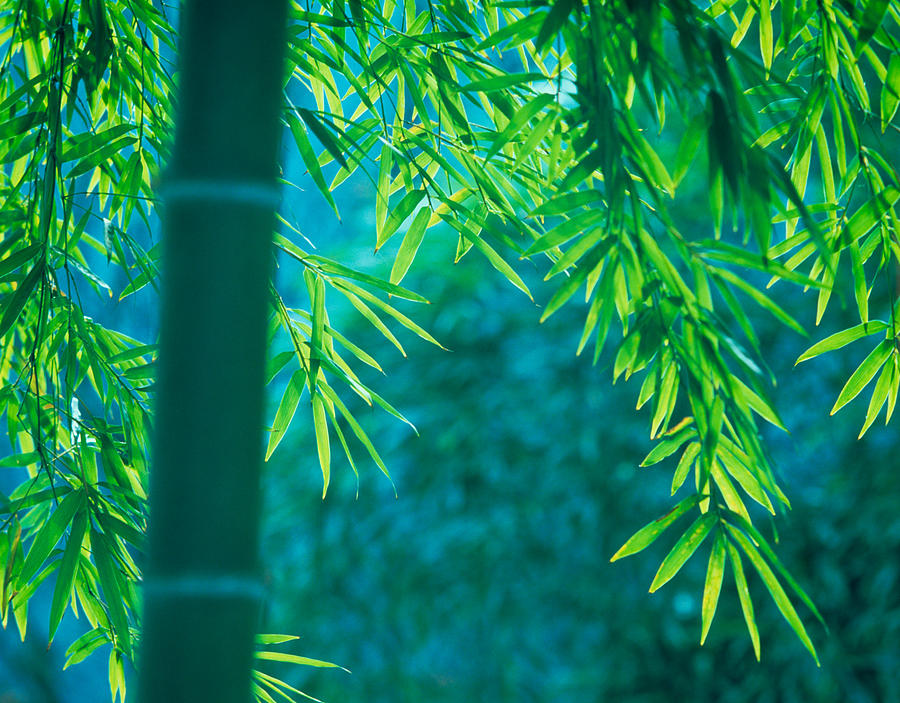 Bamboo Tree In A Forest, Saga Photograph by Panoramic Images