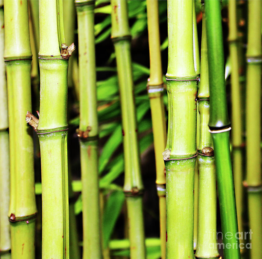 Bamboo Trunks  Photograph by Fei A