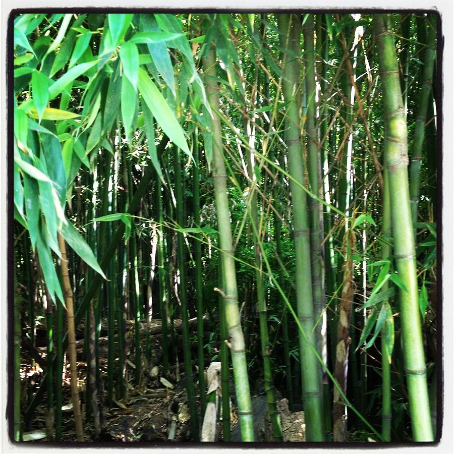 Bamboo Photograph by Will Felix