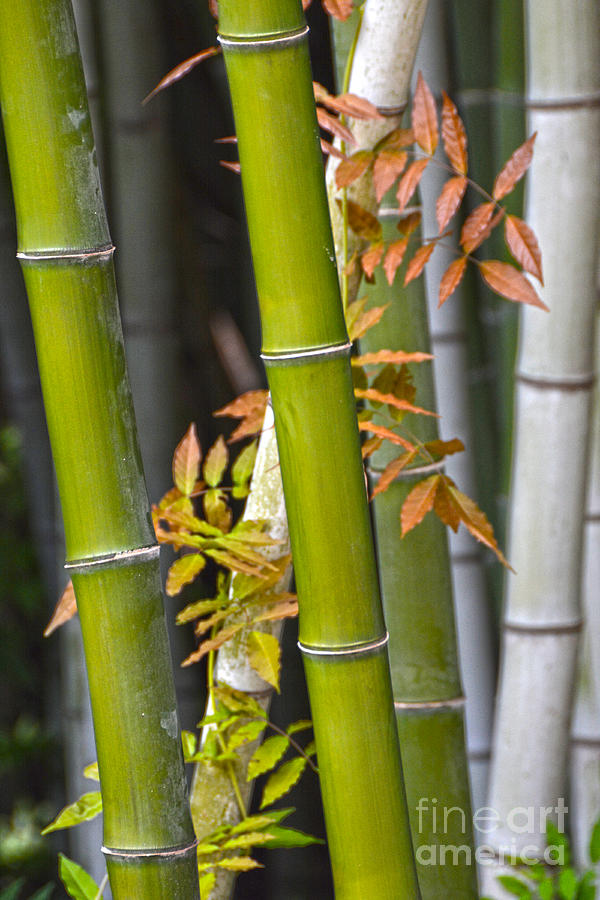 Bamboos Photograph by Christine Dekkers