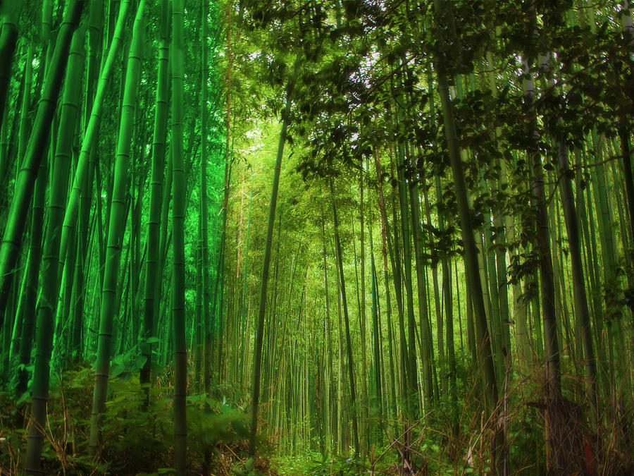 Bamboos Photograph by Mark Blauhoefer