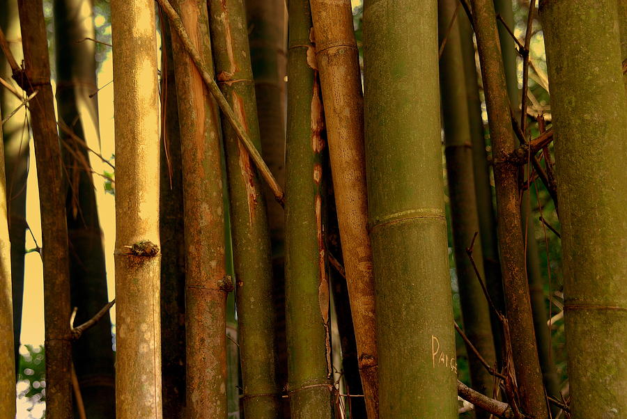 Bambusa vulgaris Photograph by Susanne Van Hulst