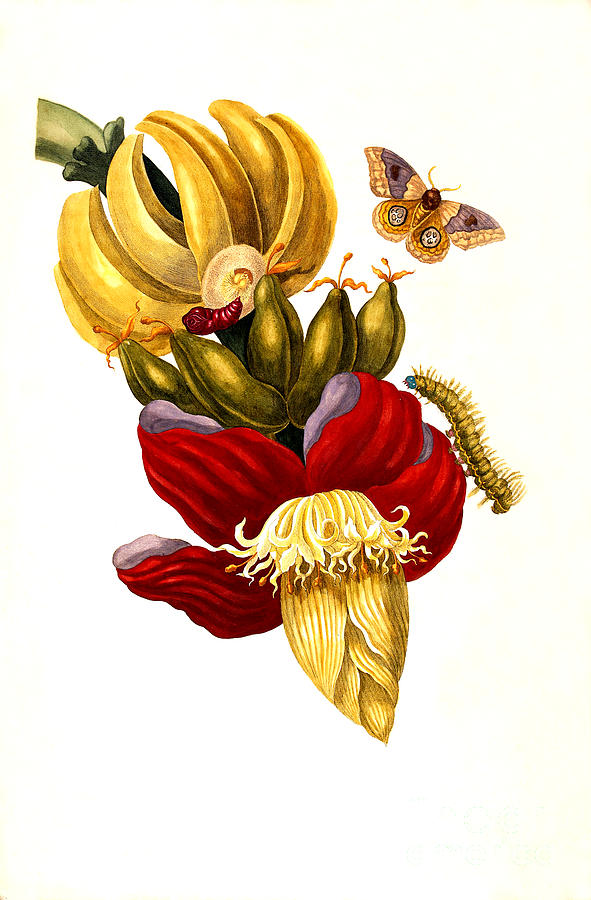 Banana and butterfly  Painting by Thea Recuerdo