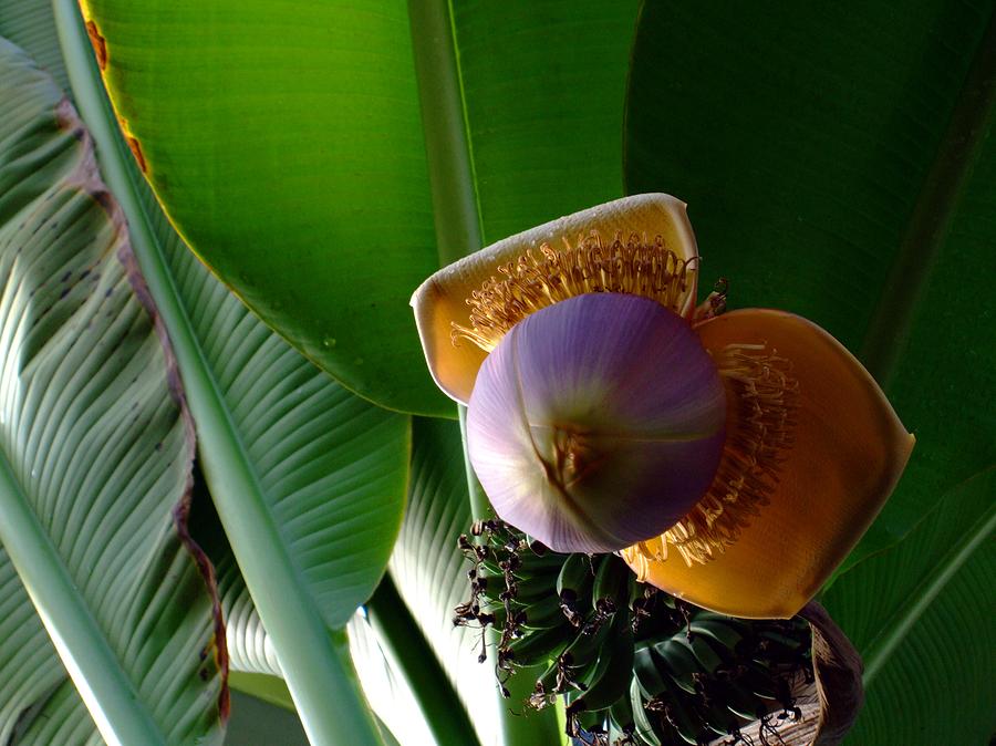 Banana Bloom Photograph by Mindy Newman