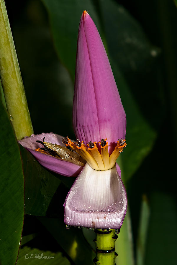 Banana Blossom Photograph by Christopher Holmes