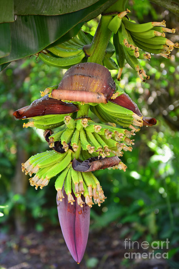 Banana Clusters Photograph by Olga Hamilton