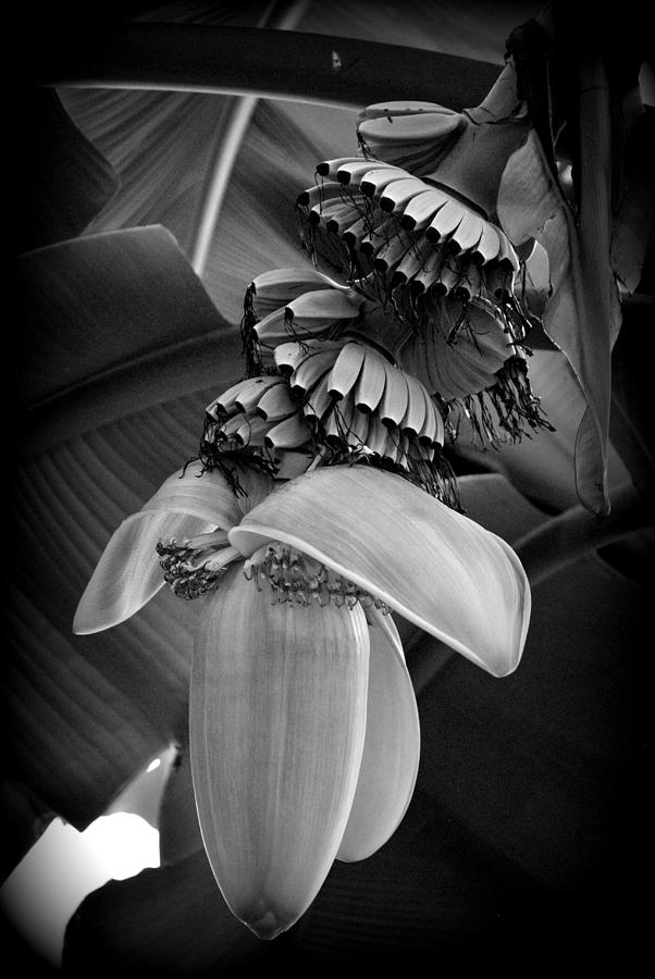 Banana Flower Photograph by Nathan Abbott