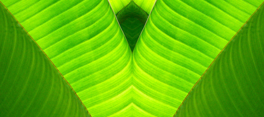 Banana Leaf Abstract 2 Photograph by Vicki Hone Smith