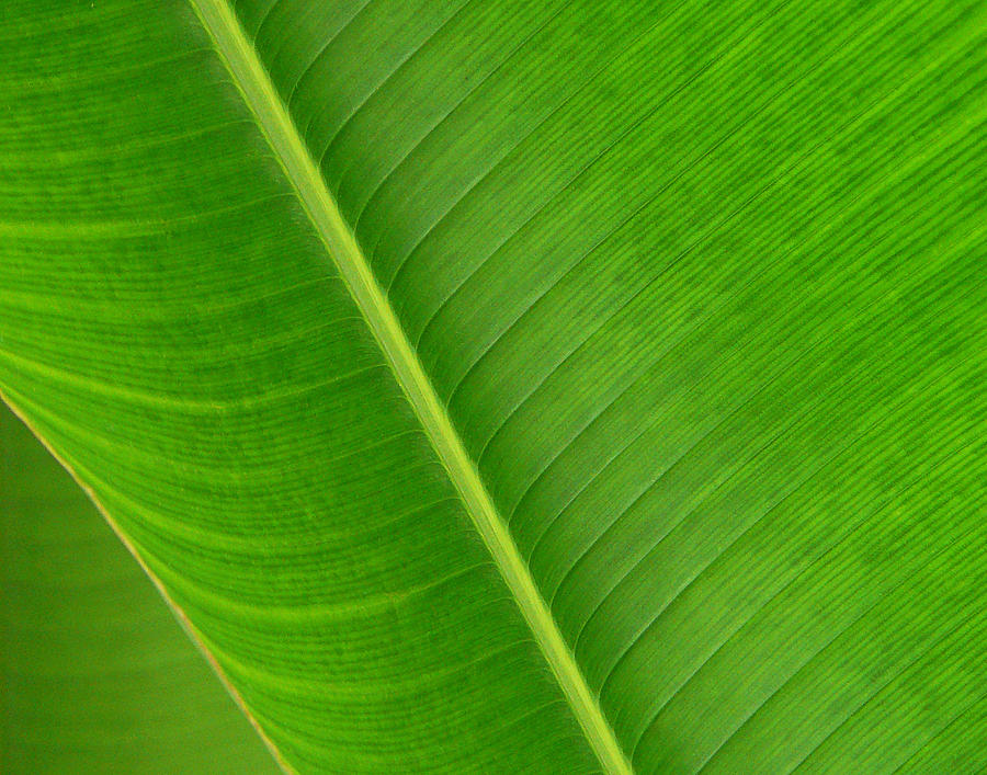 Banana Leaf Abstract Photograph by Vicki Hone Smith