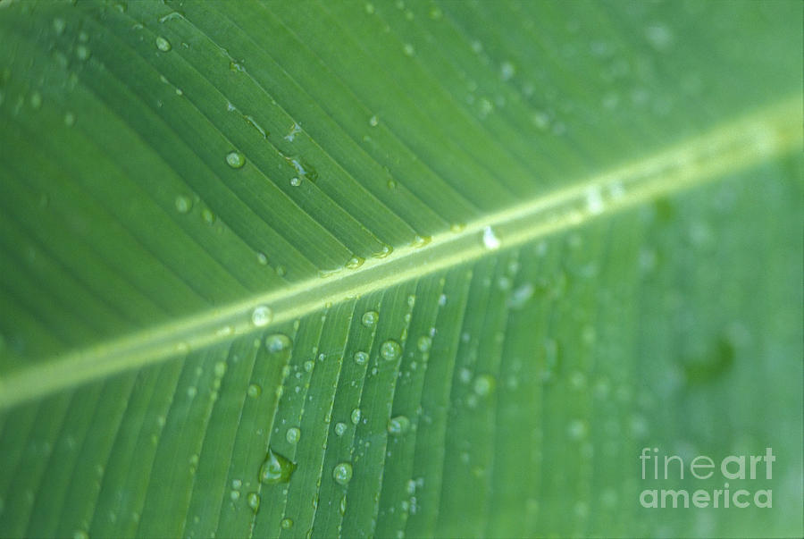 Banana Leaf And Droplets Photograph by Dana Edmunds - Printscapes