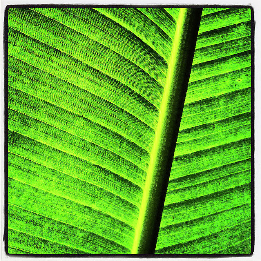 Banana Leaf Photograph by Artie Rawls - Fine Art America