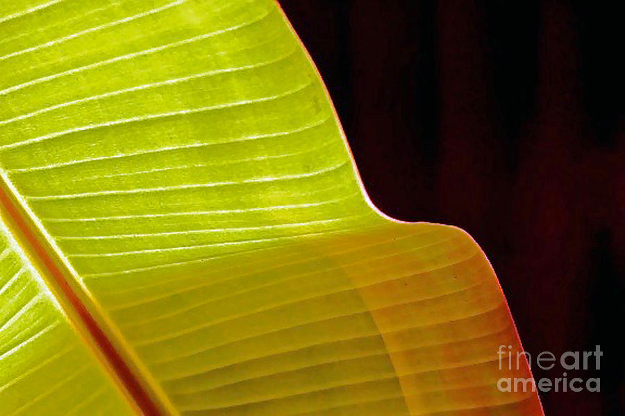 Banana Leaf Curve Photograph by Michael Cinnamond
