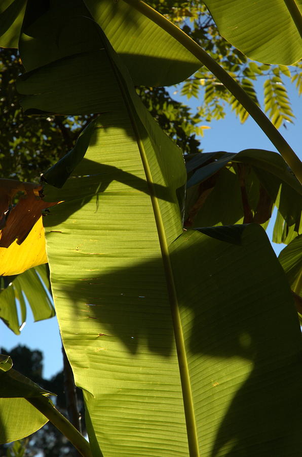 Banana Leaf Photograph by Kathi Shotwell