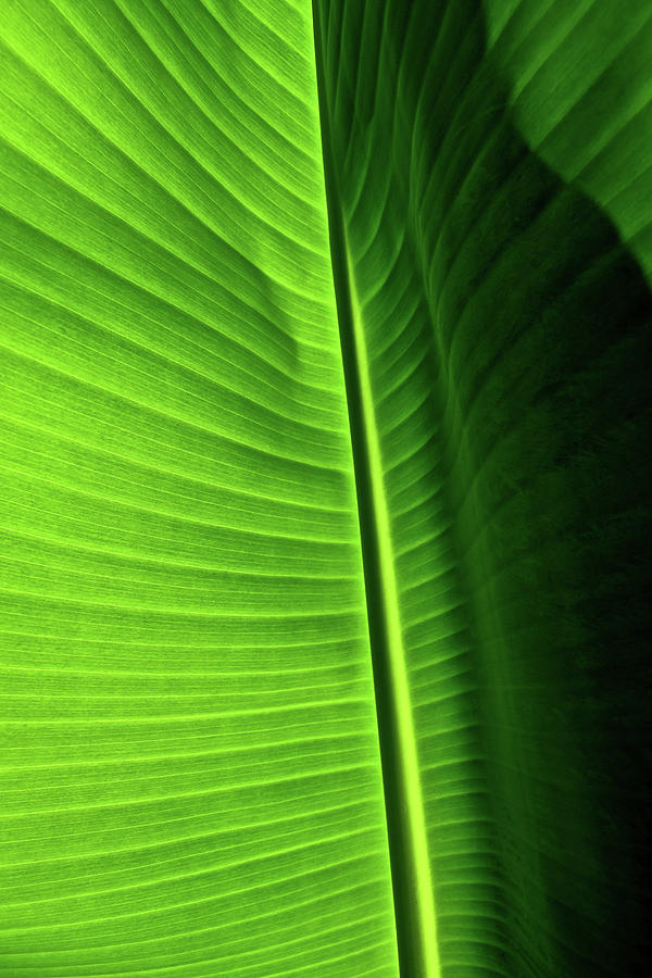 Banana Leaf Photograph by Morris Asato