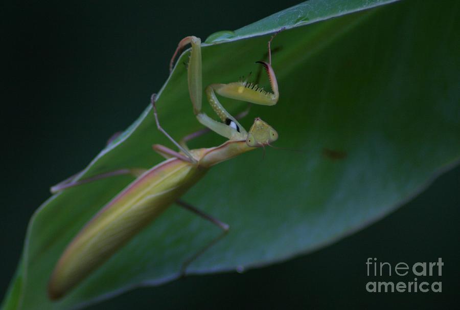 Insects Photograph - Banana Leaf Umbrella  by Teresa A Lang