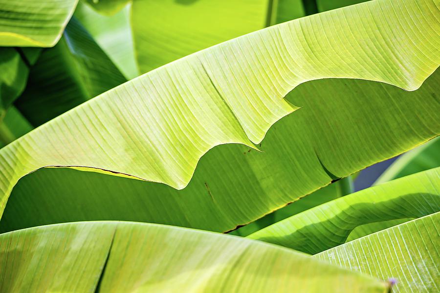 Banana Leaves Closeup Outside On A Sunny Day Photograph by Alex Grichenko