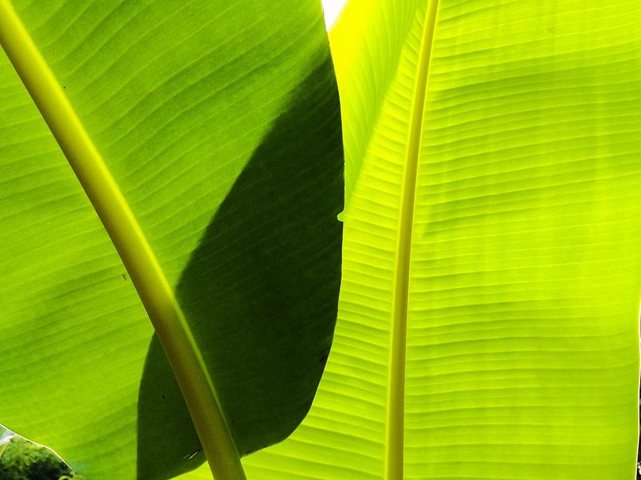 Banana leaves Photograph by Kim Smith - Fine Art America