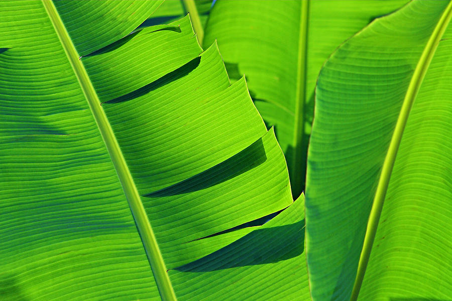 Banana Leaves-St Lucia Photograph by Chester Williams