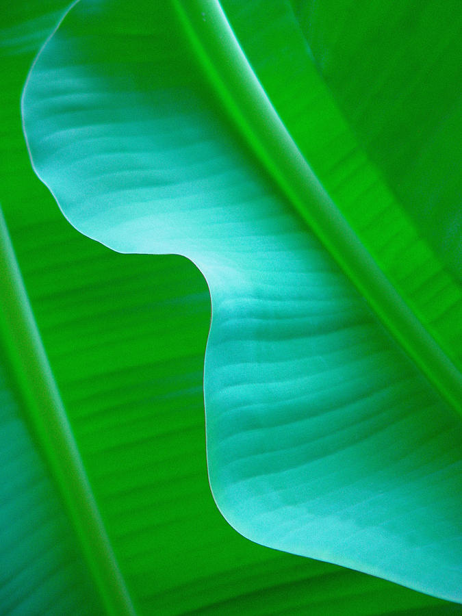Banana Leaves Photograph by Douglas Pulsipher