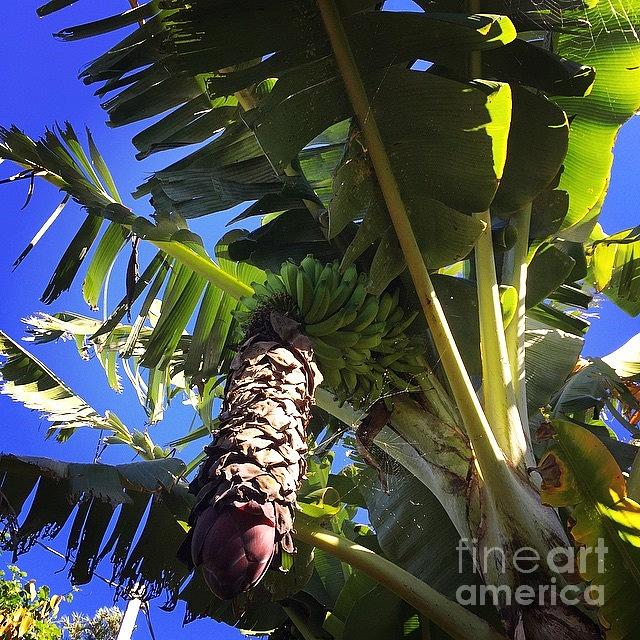 Fruit Photograph - #banana #maui #hawaii #ono #fresh by Sharon Mau