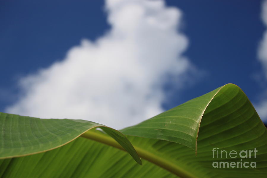 Banana Palm Clouds Photograph by Patrick Dablow