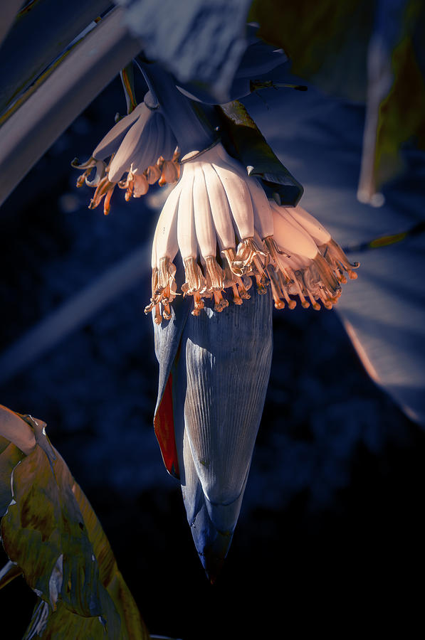 Flower Photograph - Banana Palm Flowers by Konstantin Sevostyanov