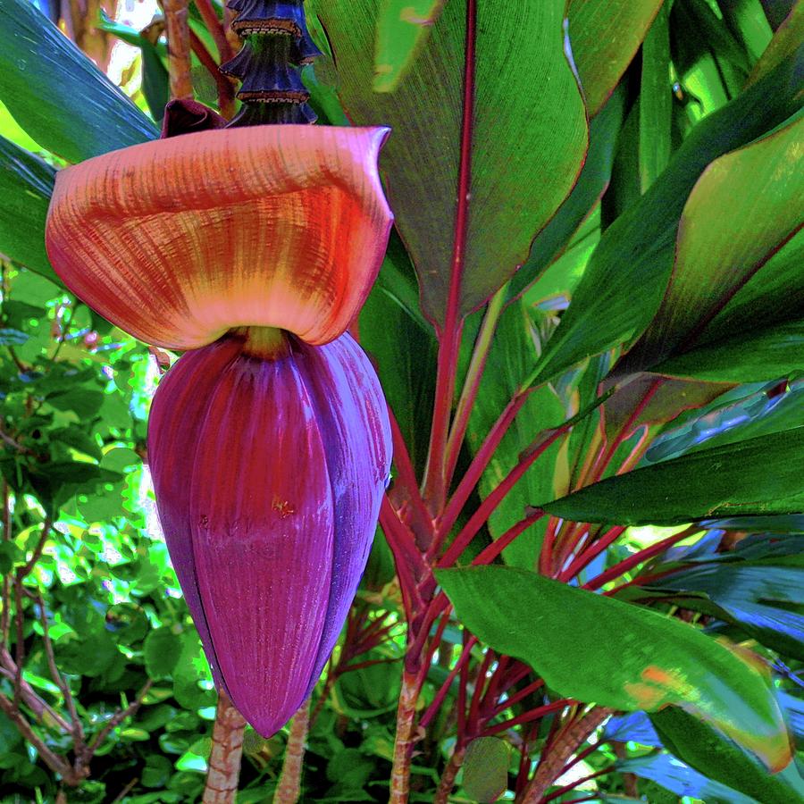 Banana Plant Flower And Leaves Photograph By Kirsten Giving Pixels 