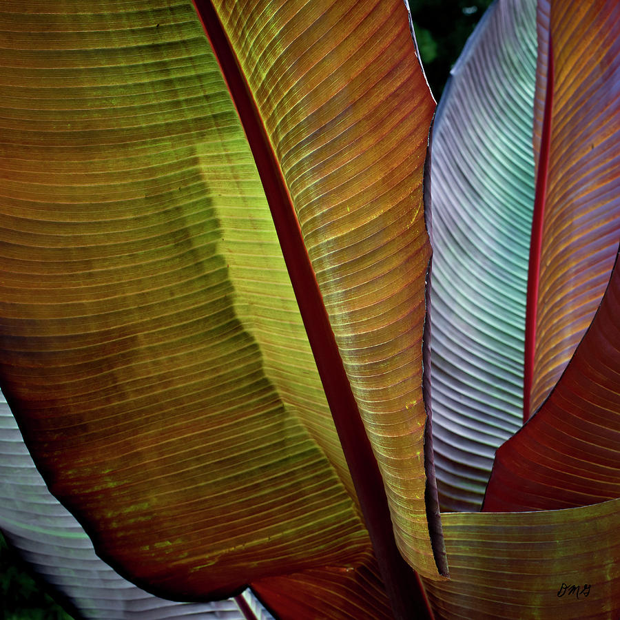 Abstract Photograph - Banana Plant Leaves I Color by David Gordon