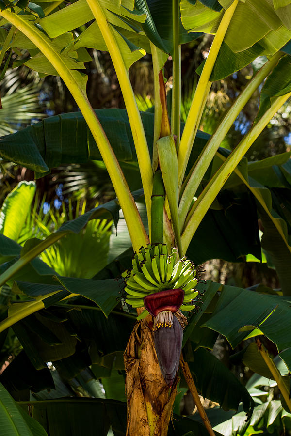 Banana Photograph - Banana plant by Zina Stromberg