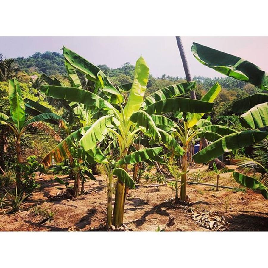 Fruit Photograph - Banana Plantations 
#banana by Dreamcatcher Images