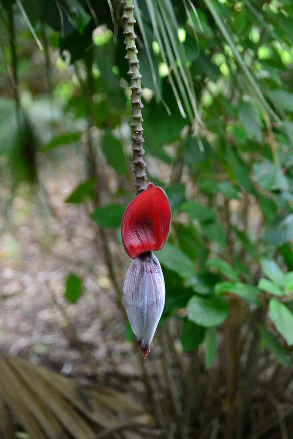 Banana Pod Photograph by Edwina Hughes - Pixels